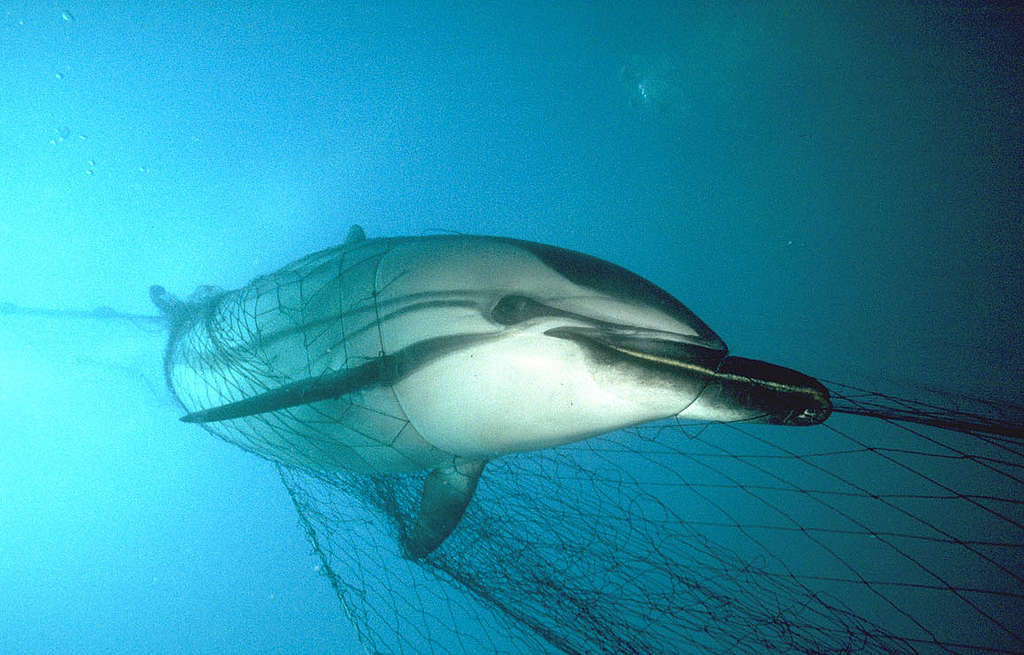 在北大西洋中，被魚網困住的條紋原海豚