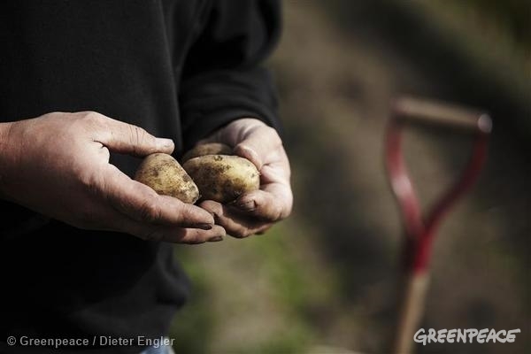 Organic Potatoes in Sweden. 03/06/2008 © Greenpeace / Dieter Engler