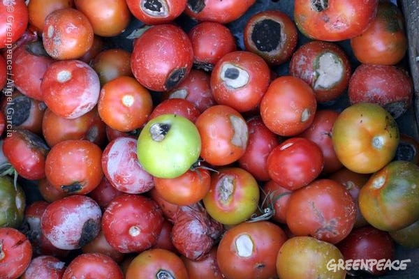 Rotten tomatoes in a vegetables farm. 10/21/2005 © Greenpeace / Ángel Garcia