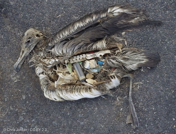 Plastics Pollution 