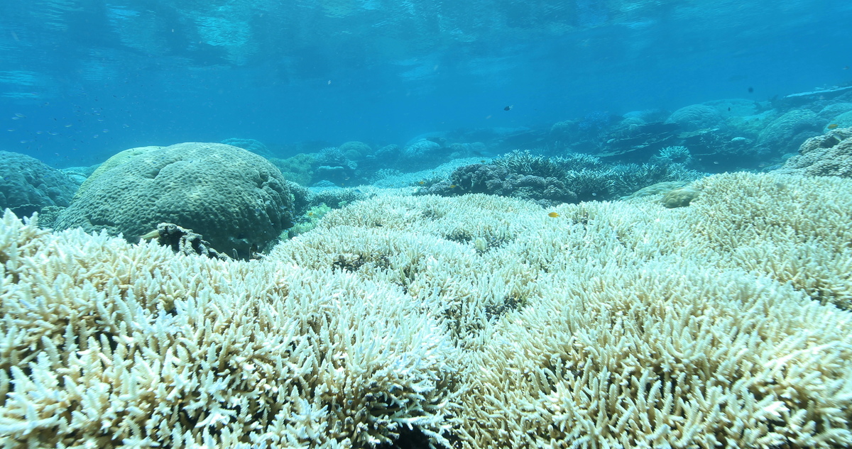 Great Barrier Reef Mass Coral Bleaching Event. © Dean Miller / Greenpeace
