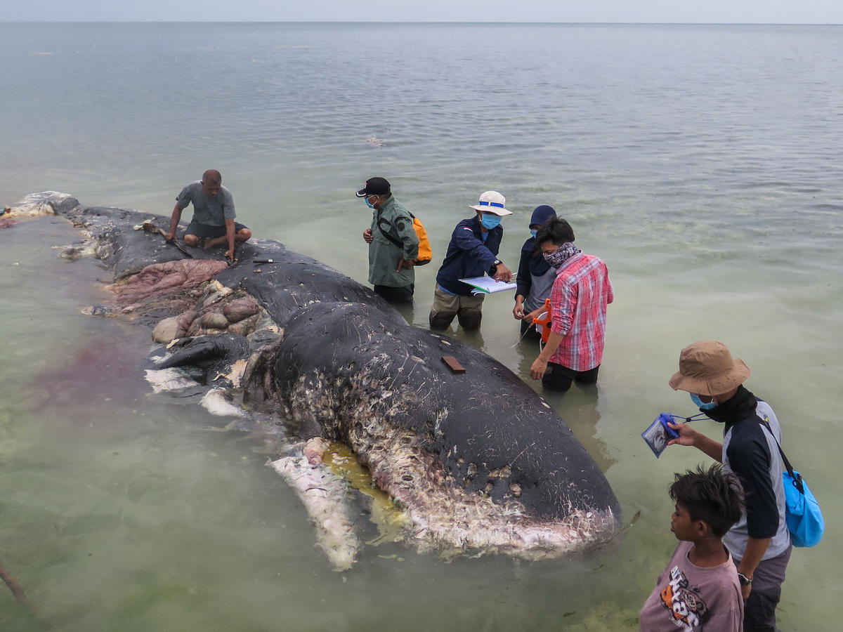 Stranded Sperm Whale in Wakatobi. © WWF Indonesia / Kartika Sumolang