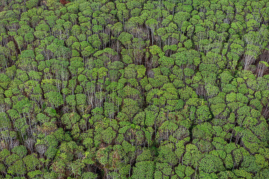 Peatland Forest Canopy in Central Kalimantan. © Ulet  Ifansasti / Greenpeace