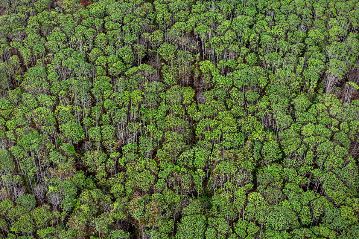 Peatland Forest Canopy in Central Kalimantan. © Ulet  Ifansasti / Greenpeace