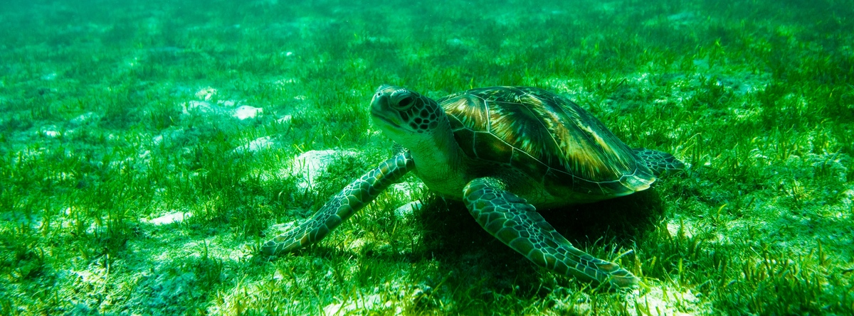 Green Turtle in the Maldives . © Greenpeace / Paul Hilton