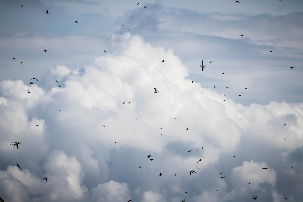 Flying Birds in Scotland. © Will Rose / Greenpeace