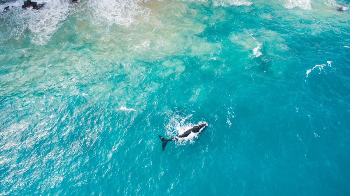Whales in the Great Australian Bight. © Greenpeace / Jaimen Hudson