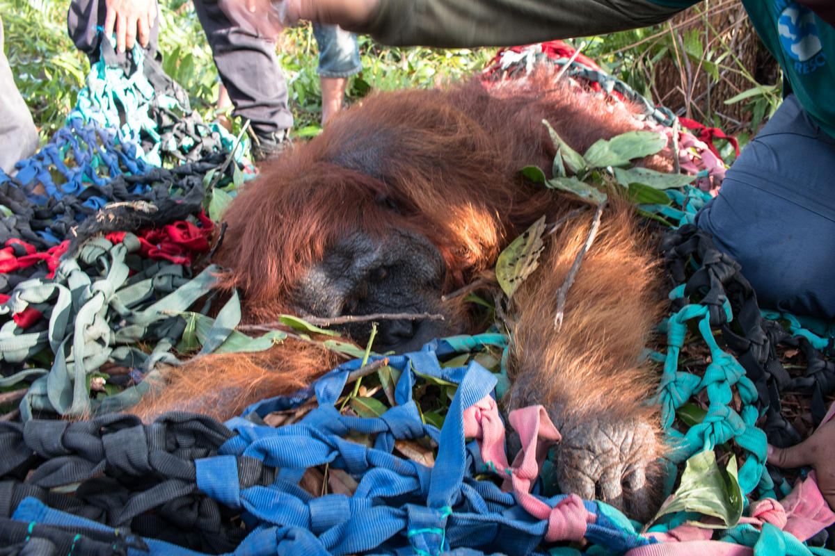 IAR Rescues Orangutan in West Kalimantan. © Greenpeace