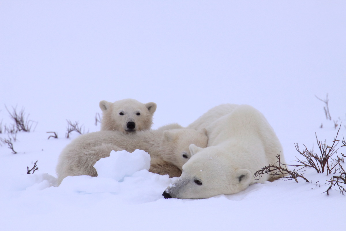Polar Bears in Canada. © Bernd Roemmelt / Greenpeace