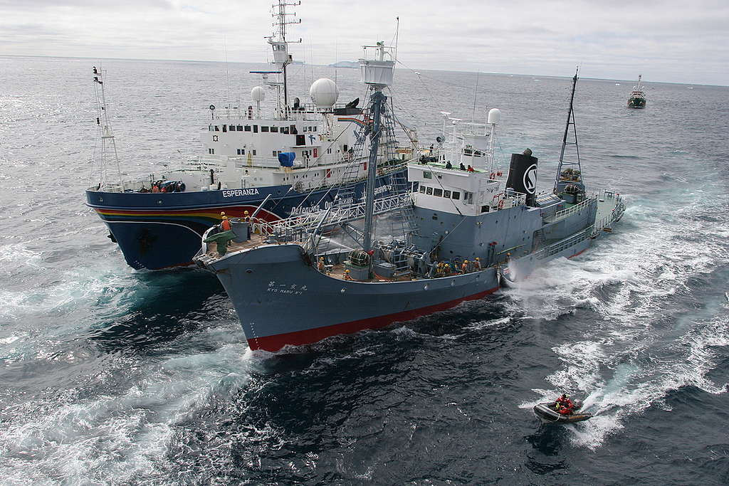 Action against Japanese Whaling Fleet - Southern Ocean Tour 2005 - Sutton-Hibbert. © Greenpeace / Jeremy Sutton-Hibbert
