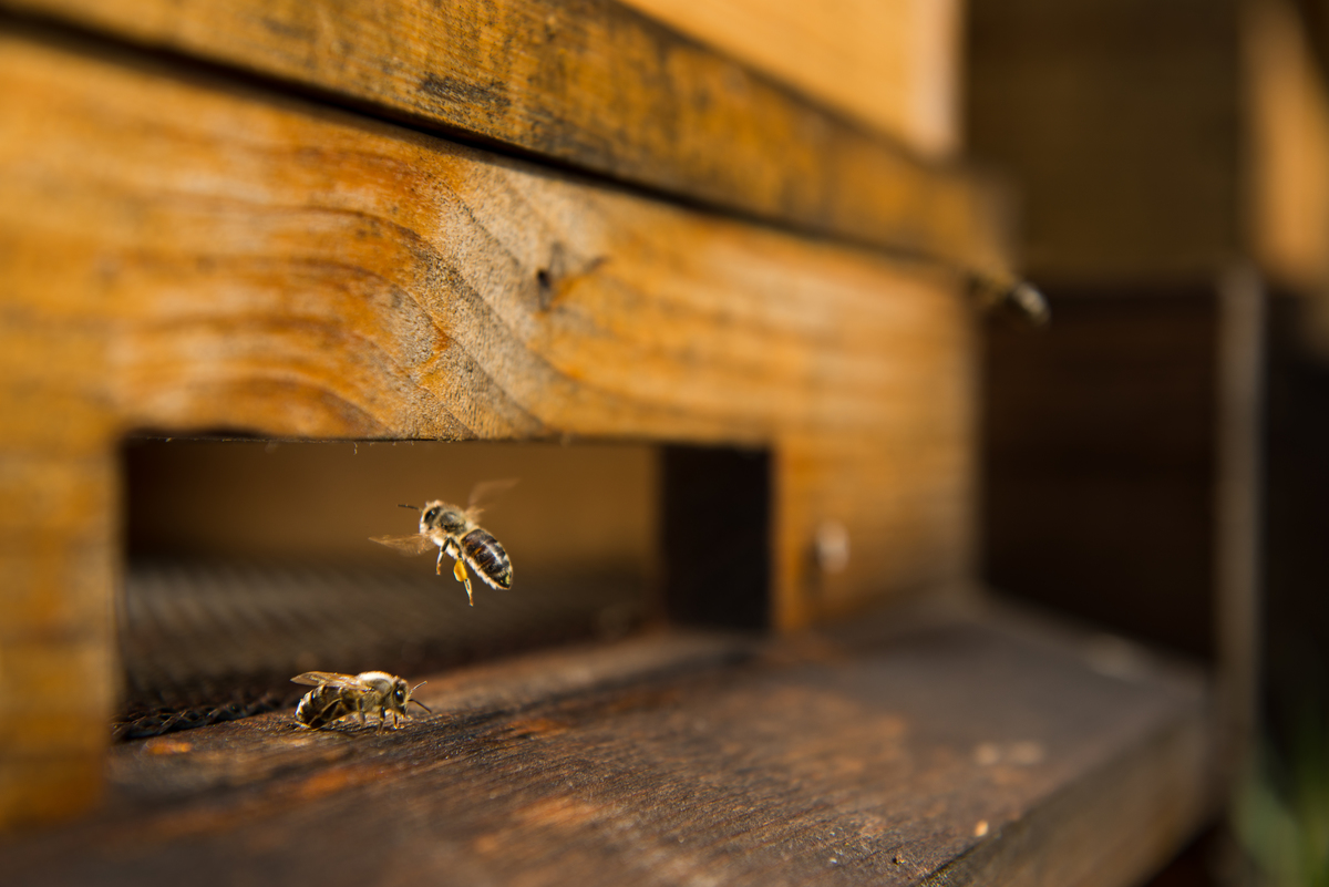 Bees in Decline in Slovakia. © Tomas Halasz / Greenpeace