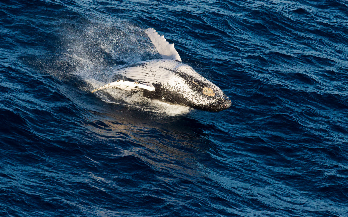 Humpback Whale in the Indian Ocean. © Paul Hilton / Greenpeace