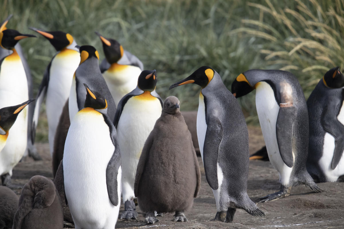 King Penguins in Chile. © Paul Hilton / Greenpeace
