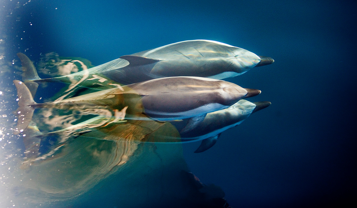 Dolphins at Pelagos Sanctuary. © Greenpeace / Paul Hilton