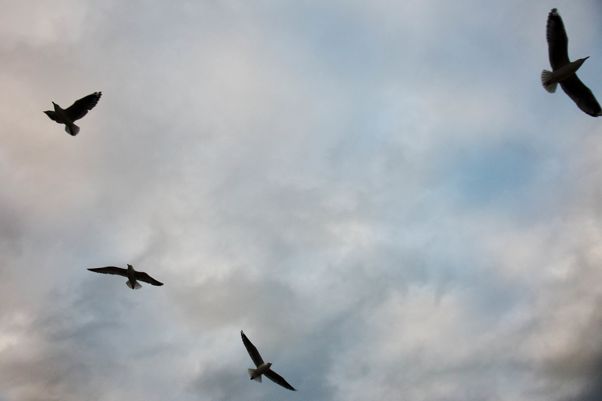 Gulls over Kingscote jetty. © Ella Colley / Greenpeace