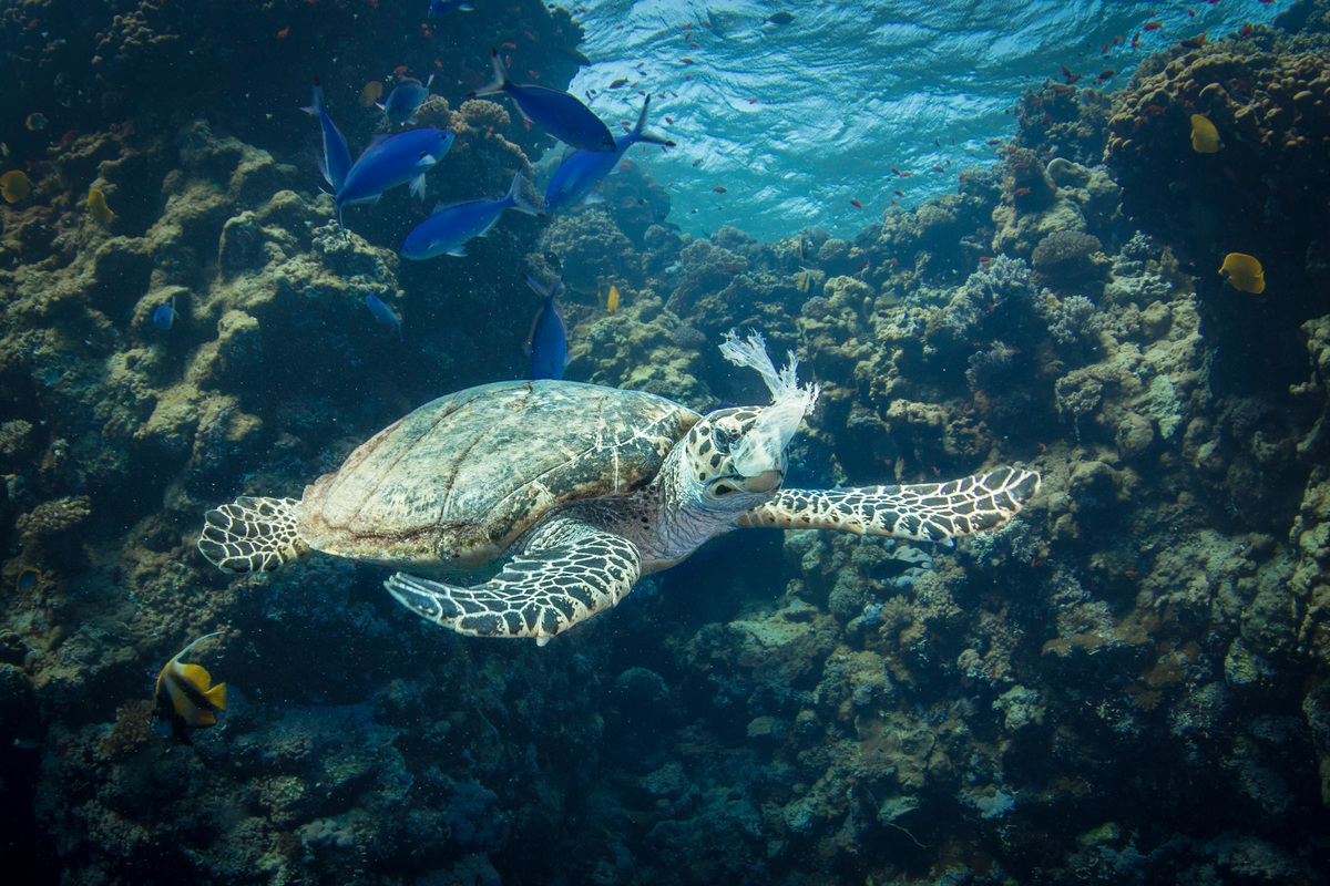 Hawksbill Turtle Feeding on Plastic in the Red Sea. © Saeed Rashid