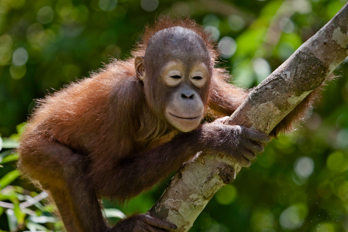 Orangutan in Central Kalimantan. © Ulet Ifansasti / Greenpeace