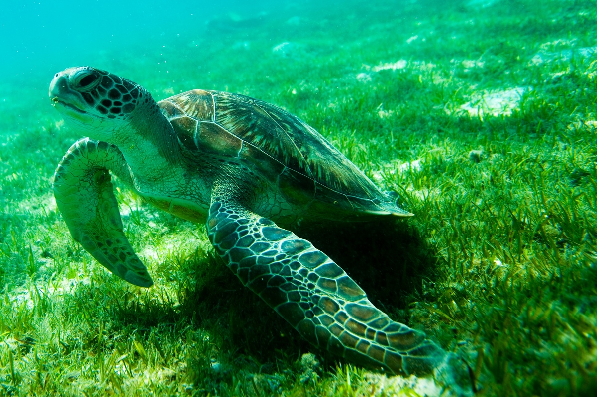 Green Turtle in the Maldives. © Greenpeace / Paul Hilton