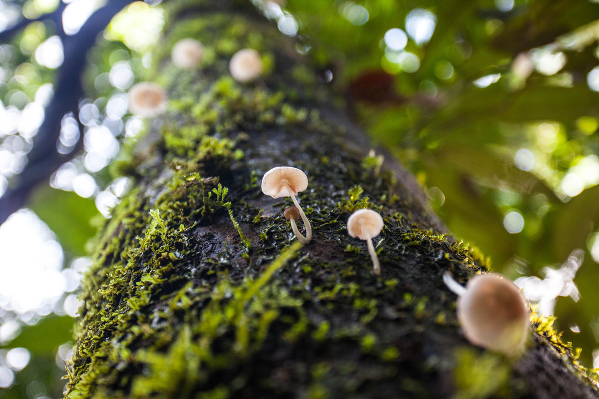 Fungi in Rainforest in West Papua. © Jurnasyanto Sukarno / Greenpeace