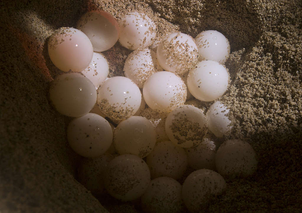 Leatherback Turtle's Eggs in West Papua. © Paul Hilton / Greenpeace