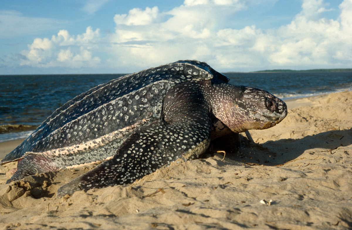 Female Leatherback Turtle in French Guiana. © Greenpeace / Jacques Fretey