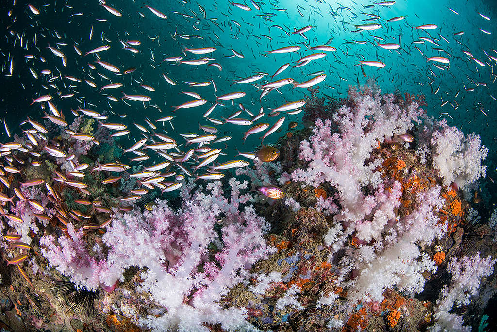 Coral Reef in Andaman Sea. © Sirachai Arunrugstichai / Greenpeace
