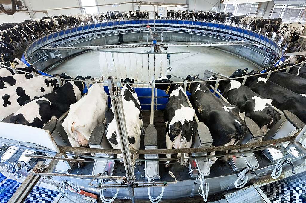 Dairy Farming at Uckermark AG in Germany. © Paul Langrock / Greenpeace