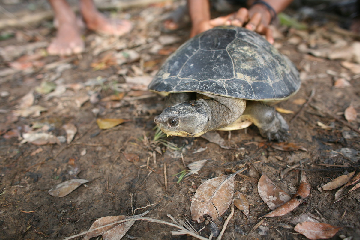 Pig Nosed Turtle. © Greenpeace / Natalie Behring