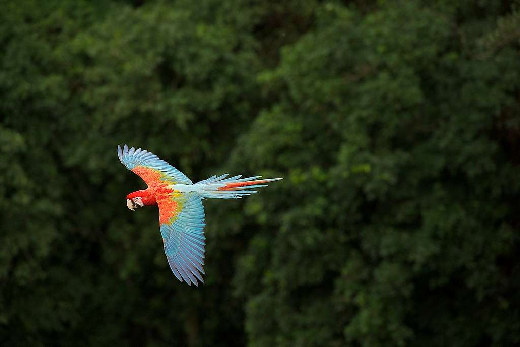 Ara Parrot in Brazilian Rainforest. © Markus Mauthe / Greenpeace