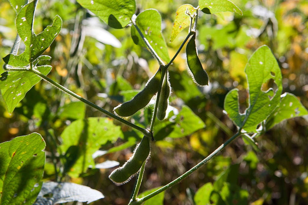 Organic Soya Bean Pods in Brazil. © Werner Rudhart / Greenpeace