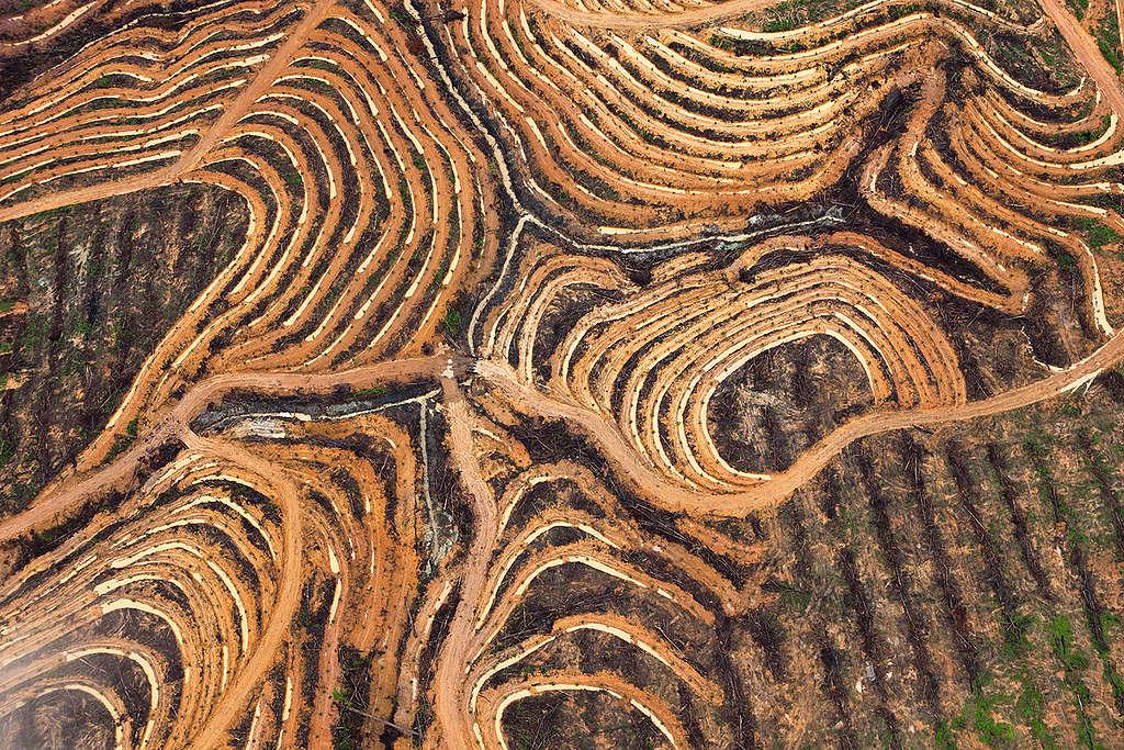 Palm Oil Production in Kalimantan. © Daniel Beltrá / Greenpeace