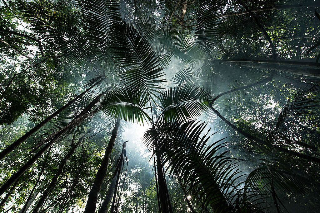 Forest near Tapajós River in the Amazon Rainforest. © Valdemir Cunha / Greenpeace