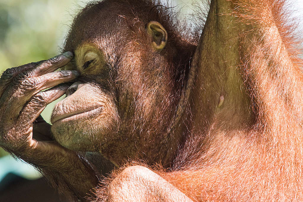 Orangutan at Rehabilitation Centre in Borneo. © Claire Donner / Greenpeace
