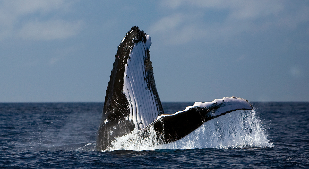 Humpback Whale Documentation. © Greenpeace / Paul Hilton