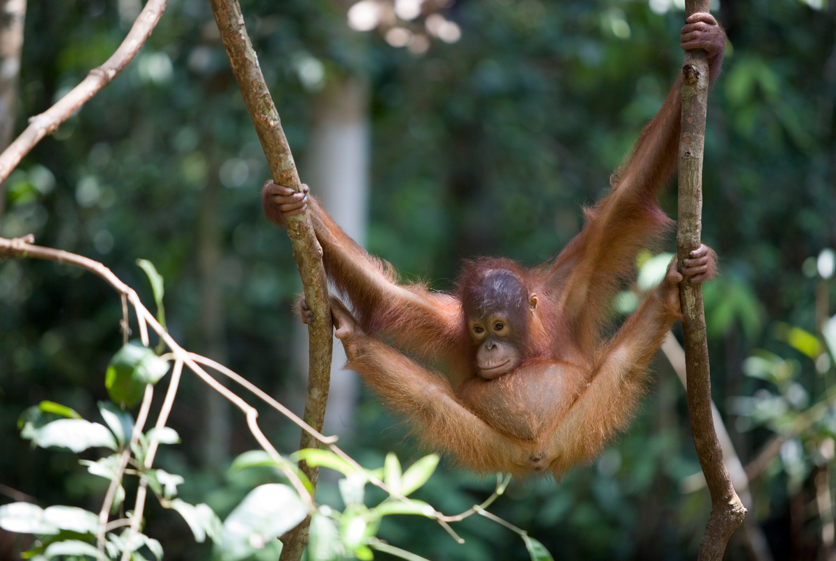 Orangutan at Borneo Orangutan Survival Foundation. 
