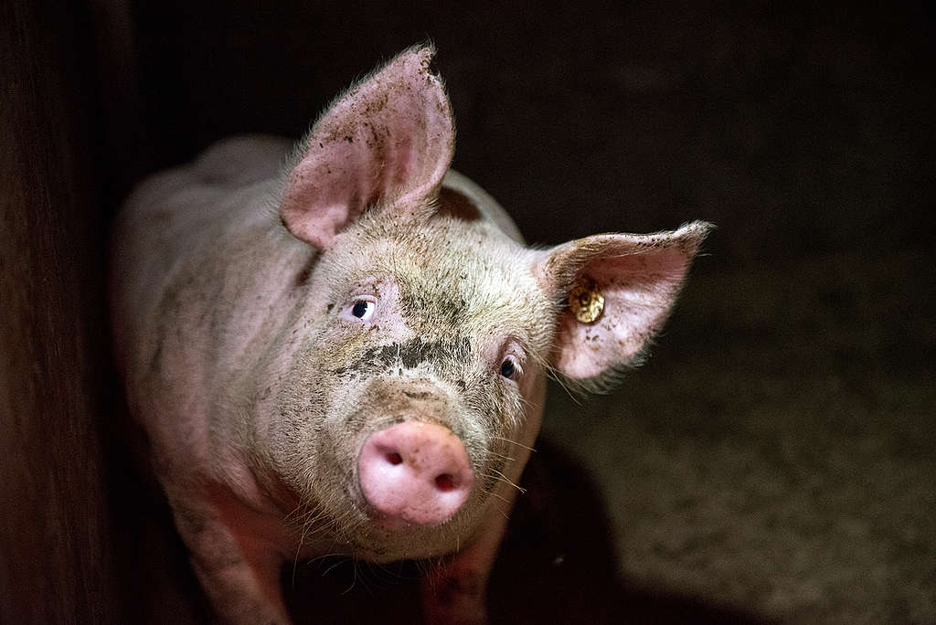 Pigs in Factory Farming in Germany. © Greenpeace