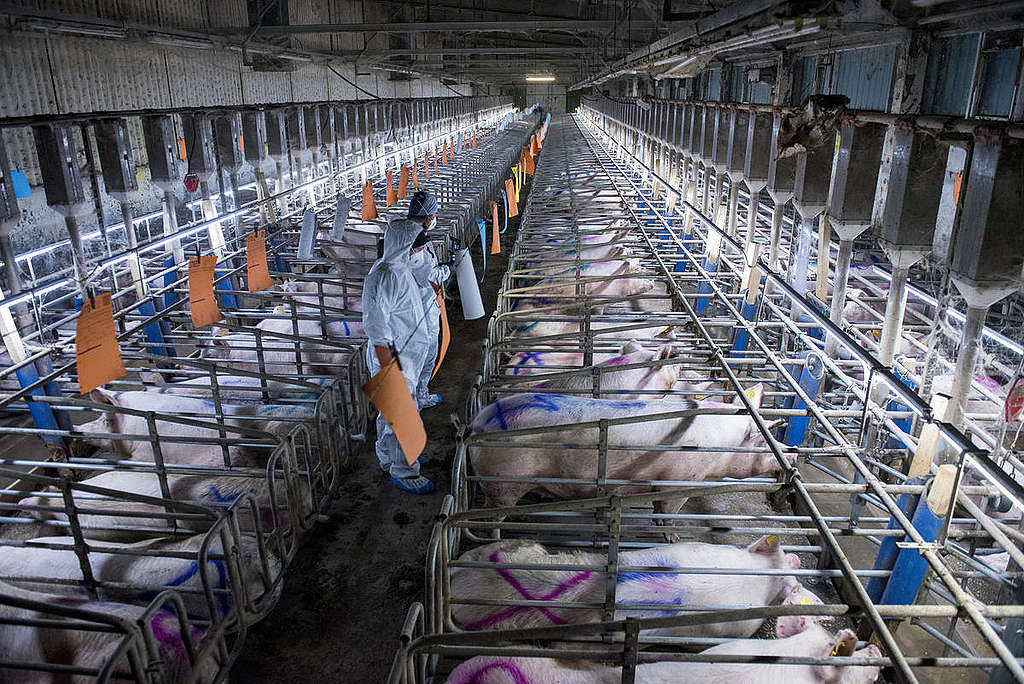 Sows and Piglets in Gestation Cages in Thuringia. © Greenpeace