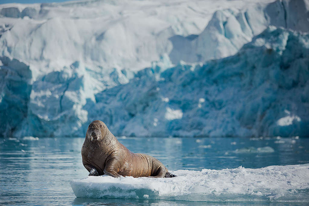 Walrus near Sjettebreen Glacier in Svalbard. © Denis Sinyakov / Greenpeace