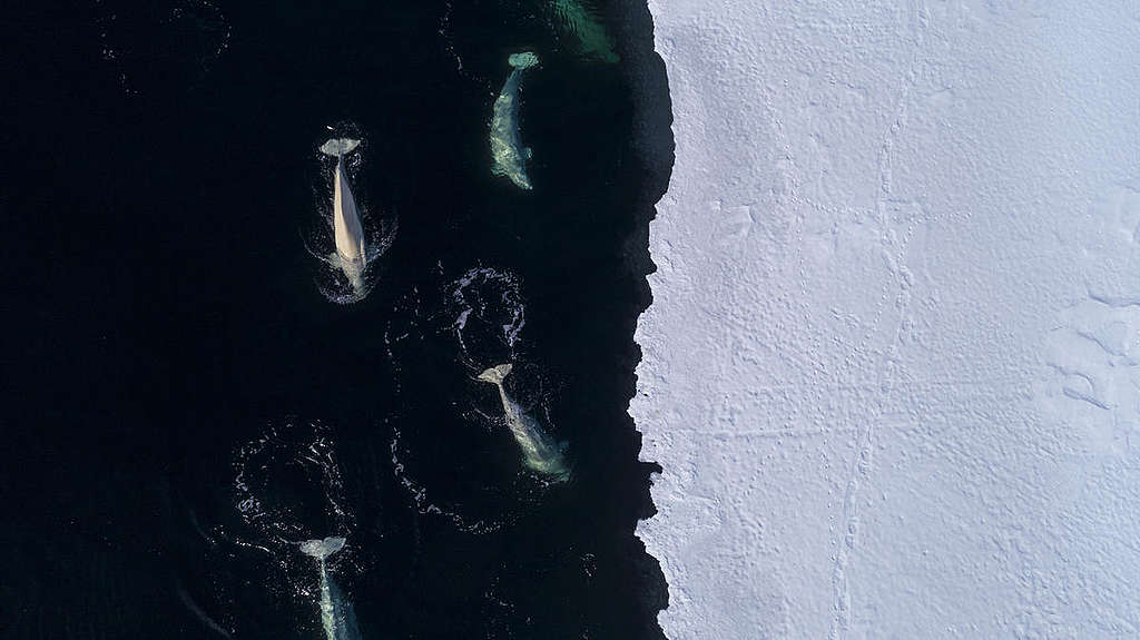 Beluga Whales in the Arctic. © Christian Åslund / Greenpeace