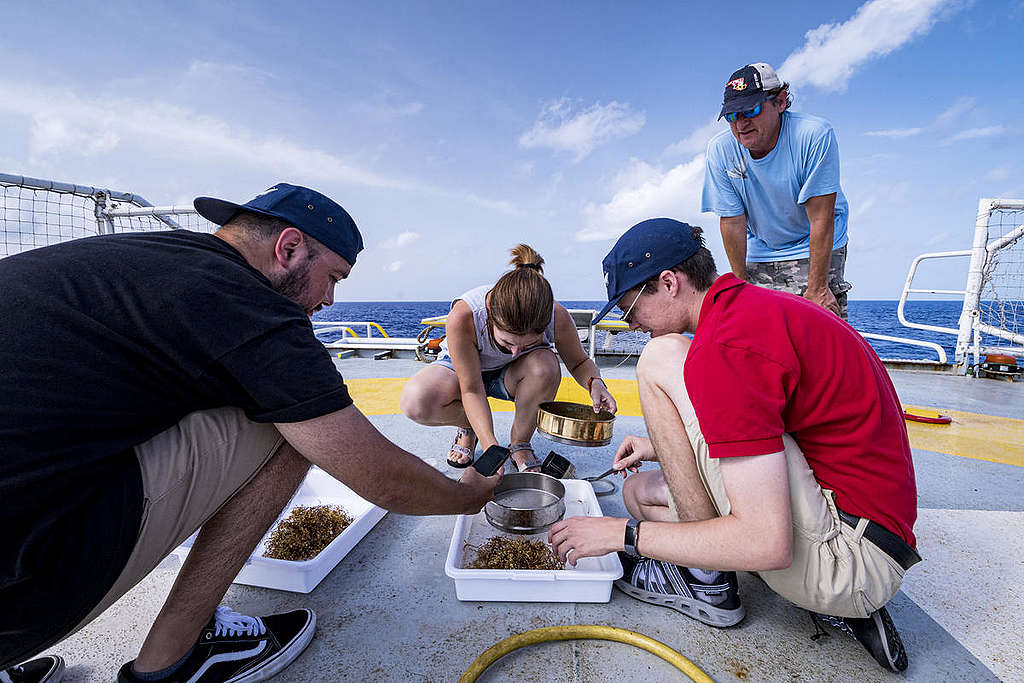 Scientists on MY Esperanza in the Sargasso Sea. © Shane Gross / Greenpeace