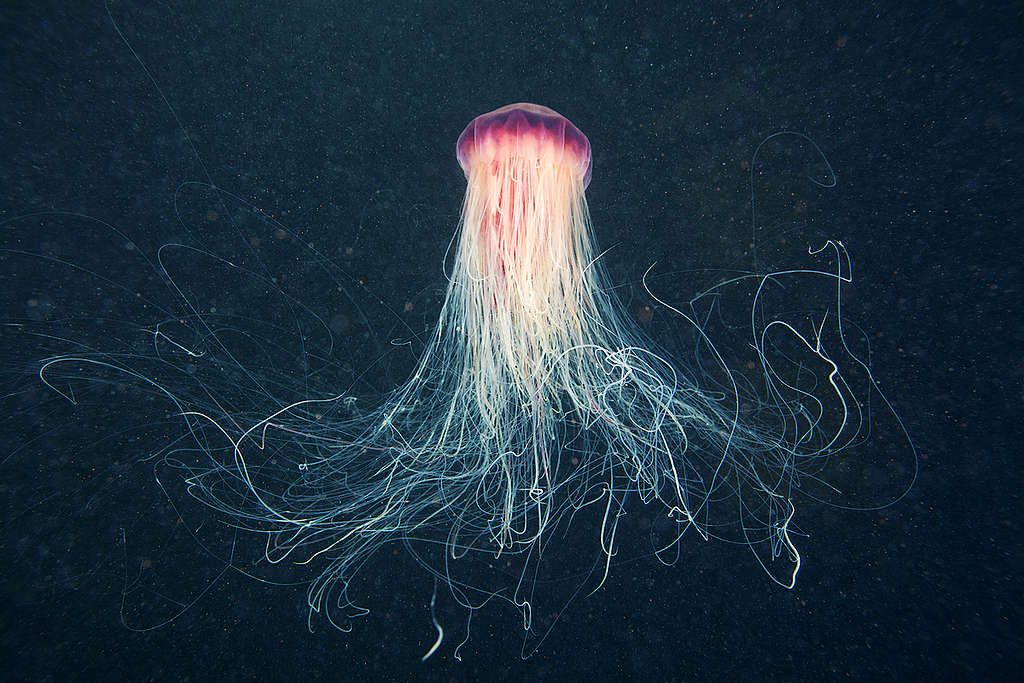 Lion’s Mane Jellyfish in the Arctic. © Alexander Semenov