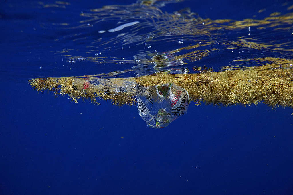 Plastic and Sargassum off the Coast of Florida. © Peter Cross / Greenpeace