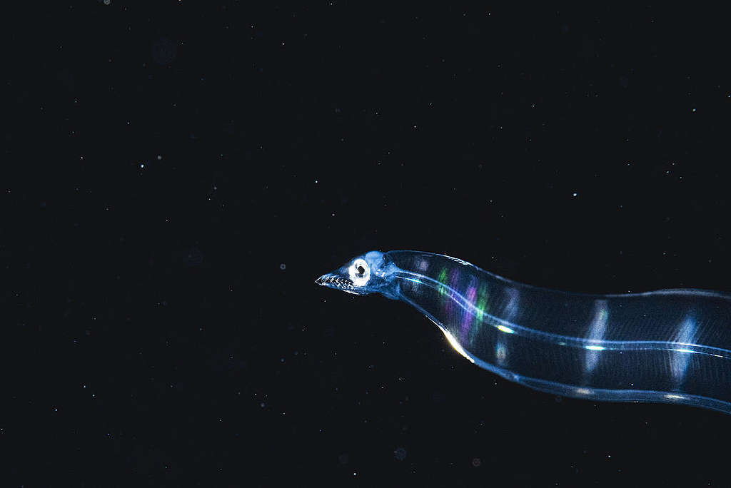 Glass Eel in the Sargasso Sea. © Shane Gross / Greenpeace