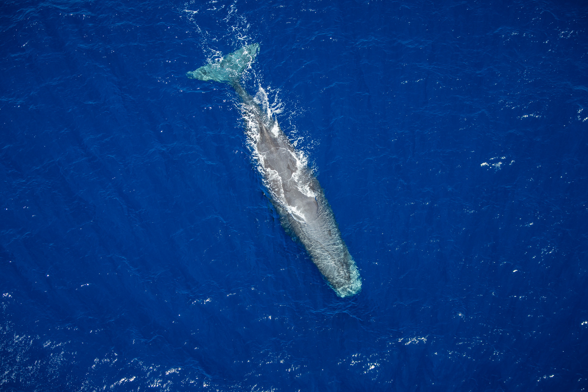 Sperm Whale in the Indian Ocean. © Will Rose / Greenpeace