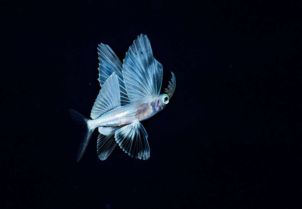 Flying Fish in the Sargasso Sea. © Shane Gross / Greenpeace