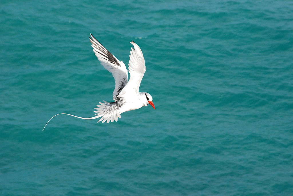  Tropicbird. © Mia Morete / CC BY-SA 3.0