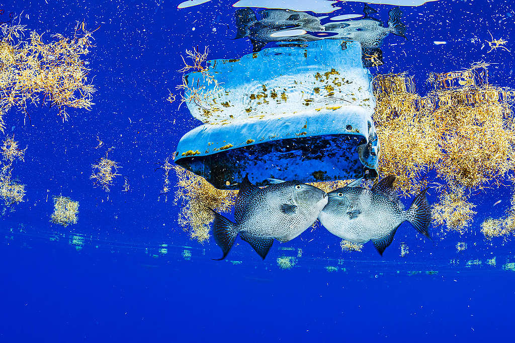 Fish and Plastic Debris in the Sargasso Sea. © Shane Gross / Greenpeace