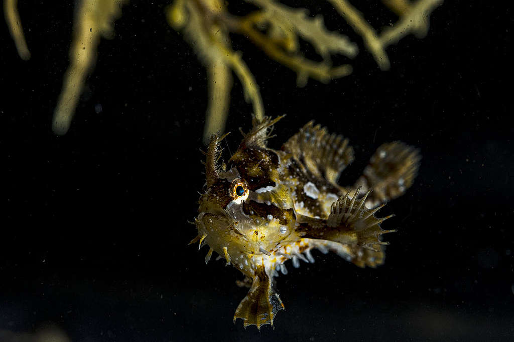 Frogfish in the Sargasso Sea. © Shane Gross / Greenpeace