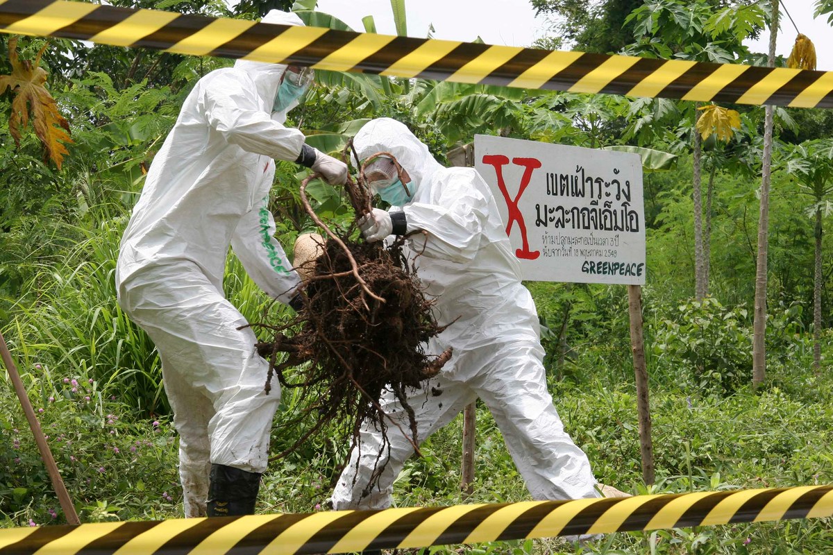 GE Clearing Contaminated Farm in Thailand. © Greenpeace / Vinai Dithajohn