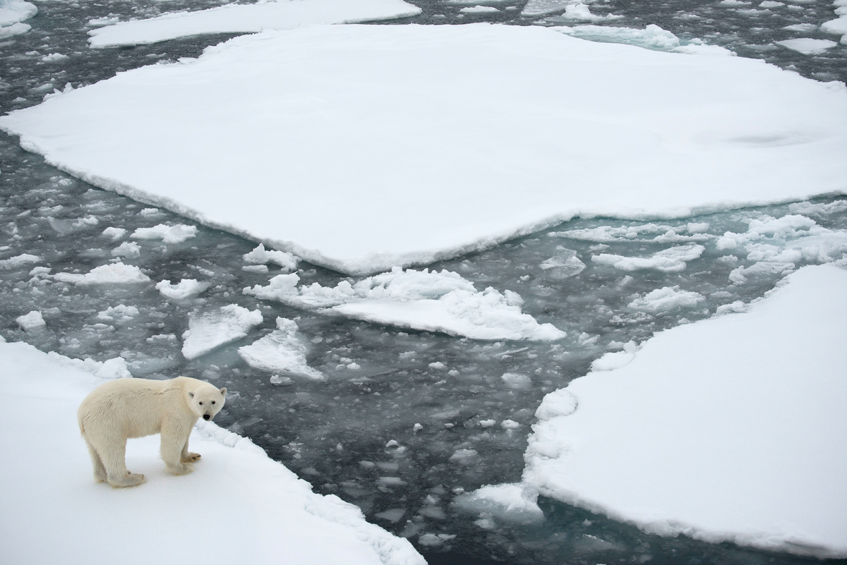 Polar Bear in the Arctic. © Daniel Beltrá / Greenpeace